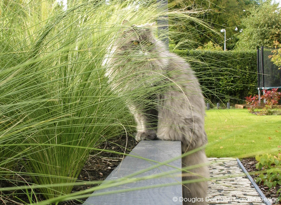 Harry the cat, lurking by the long grass