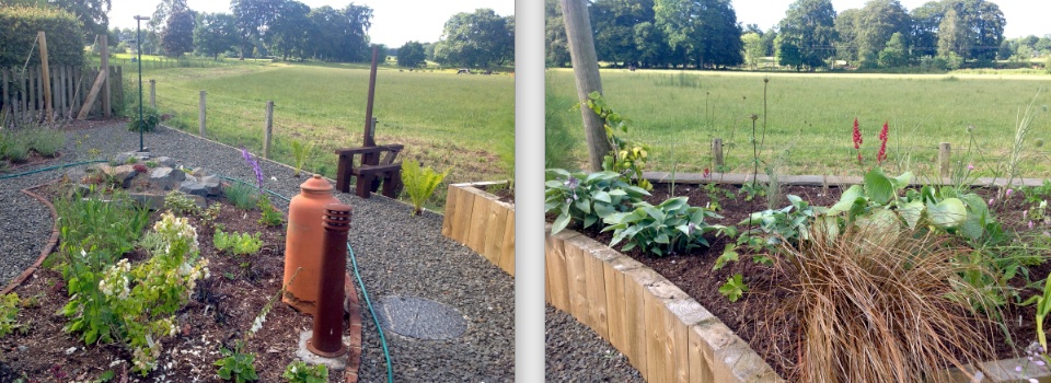 inquisitive young cattle in field beyond flowering plants in raised bed